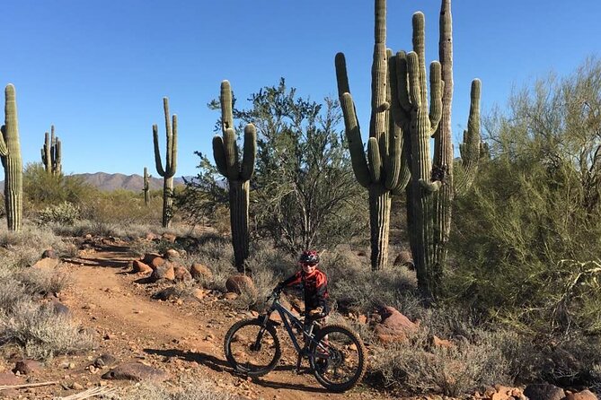 3 Hour Sonoran Desert Private Guided Mountain Bike Tour - Rolling Through the Sonoran Desert