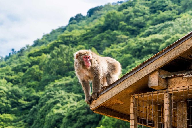 Afternoon Kyoto Bike Tour: Bamboo Forest, Monkeys & Hidden Spots - Iwatayama Monkey Park and the uphill start