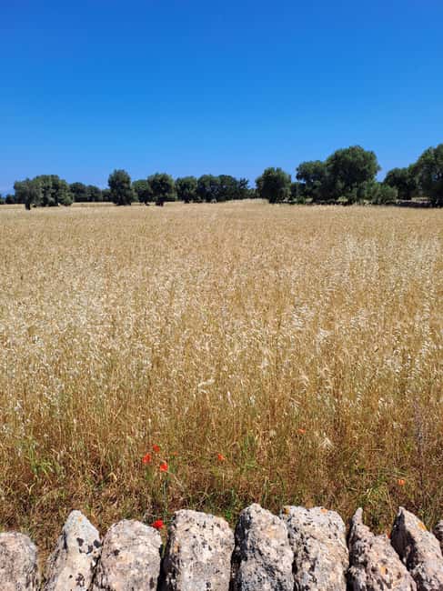 Alberobello: e-bike tour and orecchiette class - Pedaling through the Itria Valley countryside