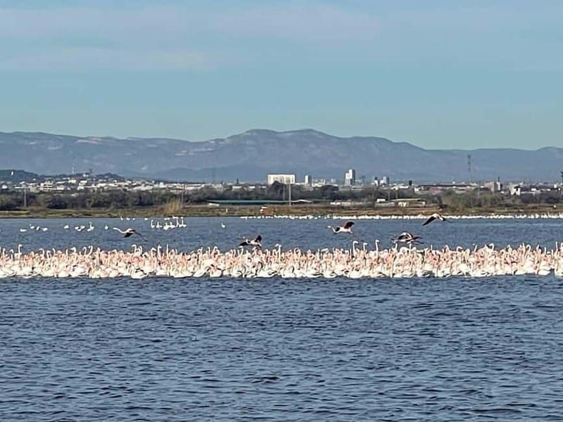 Albufera Bike Adventure: Wetlands, Beaches & Biodiversity - How the $40 price measures up