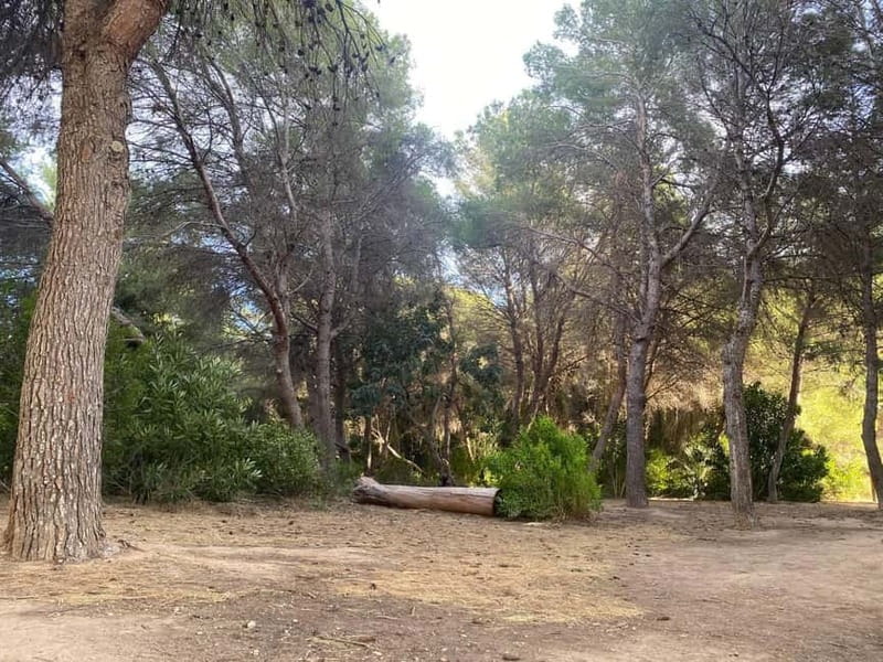 Albufera Bike Adventure: Wetlands, Beaches & Biodiversity - Who should book this Albufera ride?