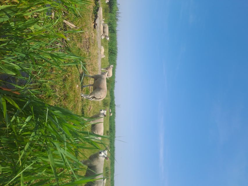 Amsterdam: Countryside Bike and Kayak Guided Tour - The guide makes the difference