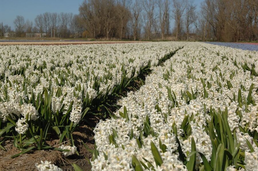 Amsterdam: Half-Day Flower Fields and Keukenhof Bicycle Tour - Key points to know before booking