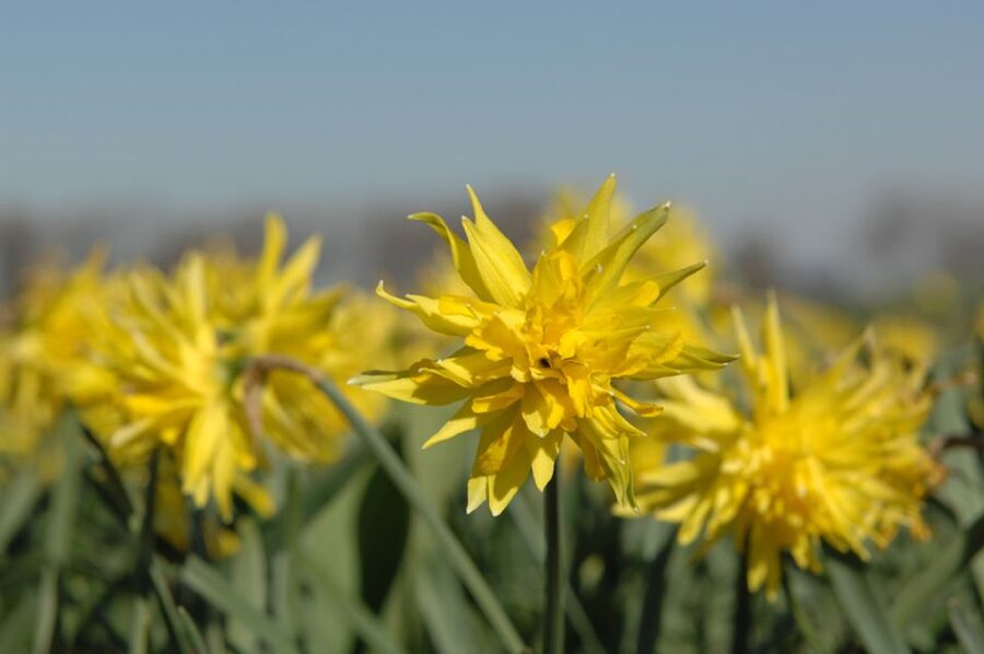 Amsterdam: Half-Day Flower Fields and Keukenhof Bicycle Tour - Picking up the bicycle in Hillegom