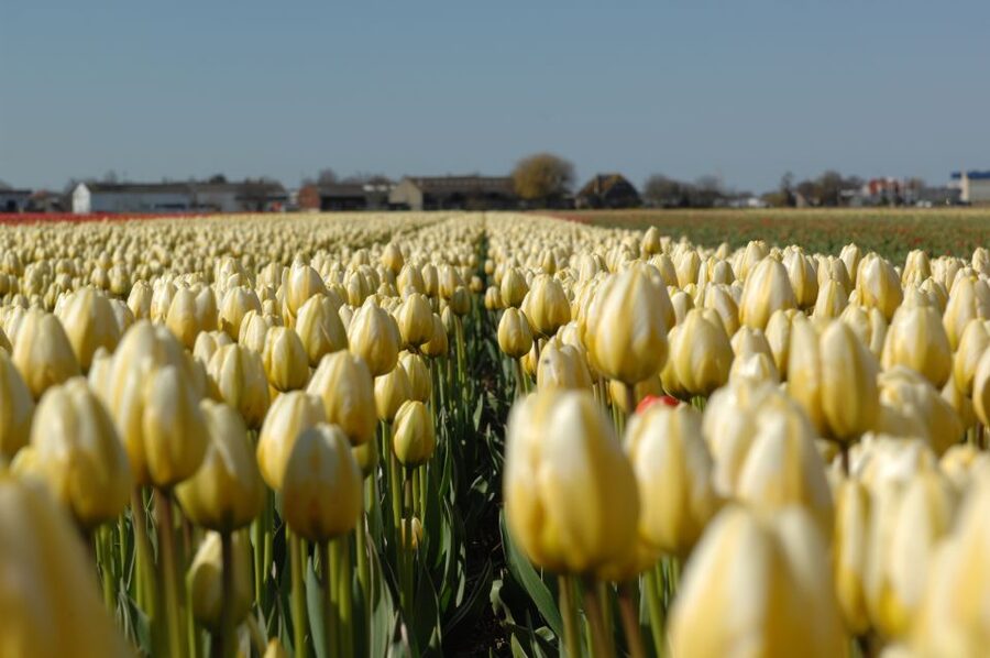 Amsterdam: Half-Day Flower Fields and Keukenhof Bicycle Tour - Returning to Amsterdam by train