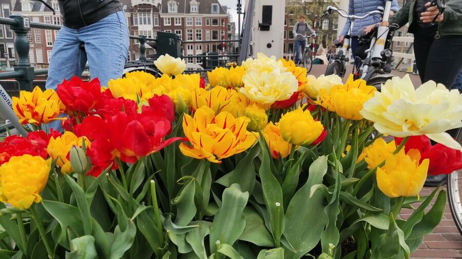 Amsterdam: Off the Beaten Path Bike Tour in French - Bikes, sizes, and what to arrange first