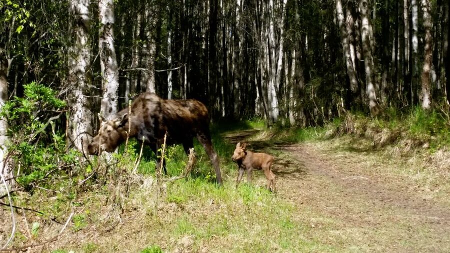 Anchorage: Coastal Trail 3-Hour City Bike Tour - Key points to know before you book