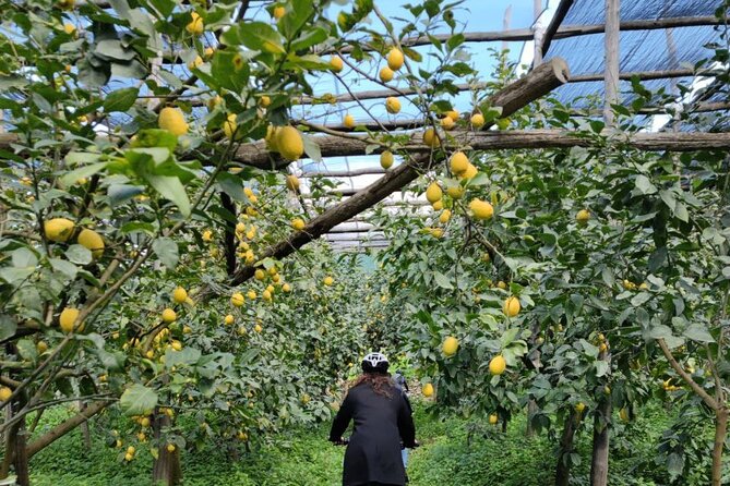 Backroads & Limoncello Experience: Sorrento E-Bike Tour - Is $90.74 a fair price?