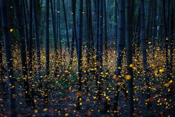 Bamboo Bicycle Tour in twilight: watch dancing Fireflies in Bangkok - Searching the riverbank for fireflies