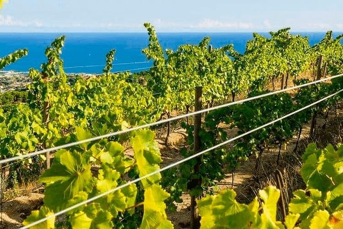 Barcelona eBike Beach Private Tour to Vineyards & Picnic - A private guide changes the feel