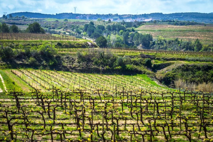 Barcelona: Guided Half-Day Wine and Electric Bike Tour - Meeting a fourth-generation winegrowing family