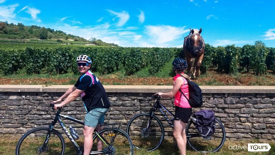 Beaune: Winery Tour by Bike with Wine Tasting - Key points at a glance