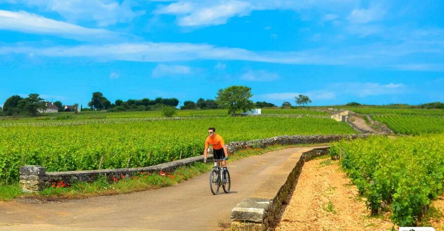 Beaune: Winery Tour by Bike with Wine Tasting - Why a vineyard bicycle ride works so well in Beaune