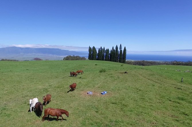Best Haleakala Downhill Self-Guided Bike Tour with Maui Sunriders - Rolling into Paia at the end