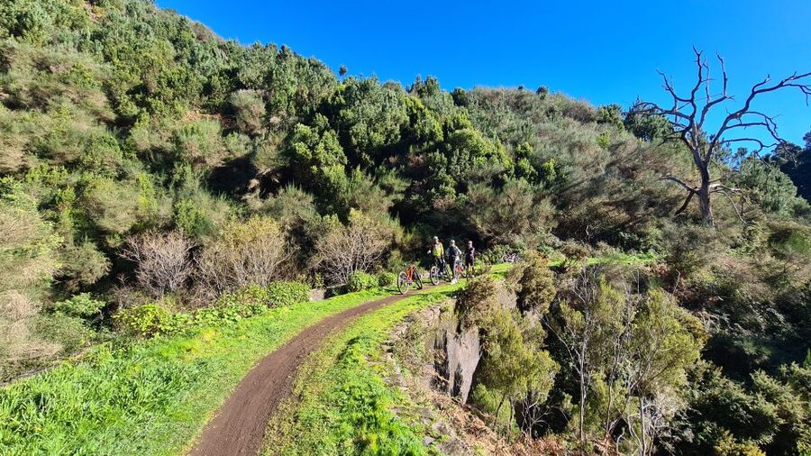 Camacha: Levada Trail e-Bike Guided Tour - The water mill and the odd-shaped tree