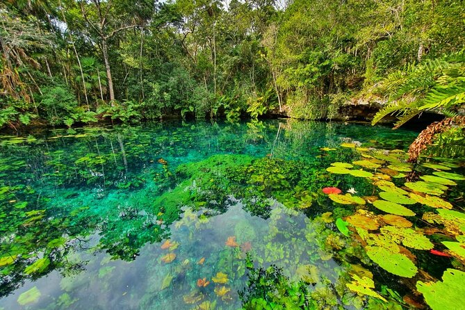 Cenotes trail jungle bike tour in Tulum with lunch - Cenote swimming, snorkeling, and safety details