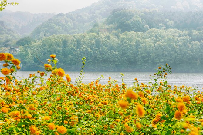 Day Trip to Nami Island with Rail bike and The Garden of Morning Calm - Timing, clothing, and small ways to improve the day