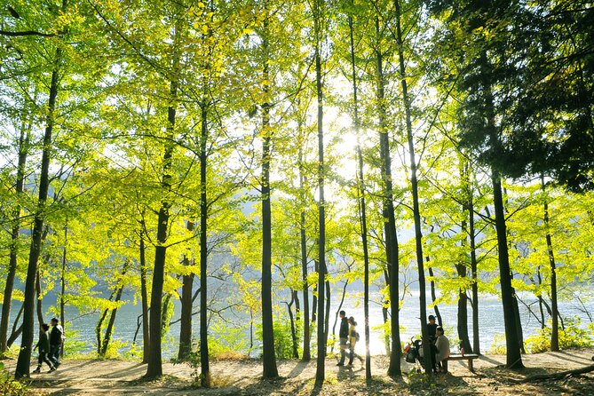 Day Trip to Nami Island with Rail bike and The Garden of Morning Calm - Who should book this tour