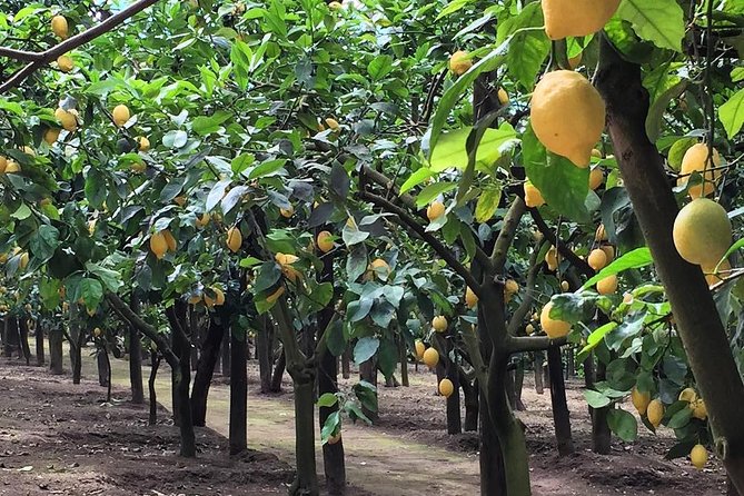 E-Bike Food and Wine Tour in the Sorrento Peninsula - Guides who shape the experience