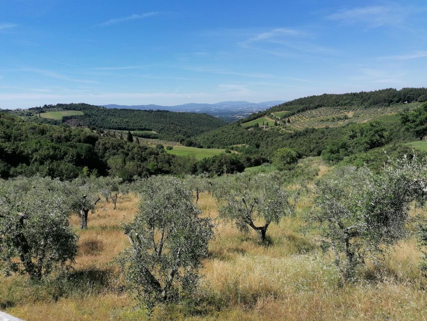 Florence: E-Bike Tour with Olive Oil in the Tuscan Hills - What the olive oil stop is really like