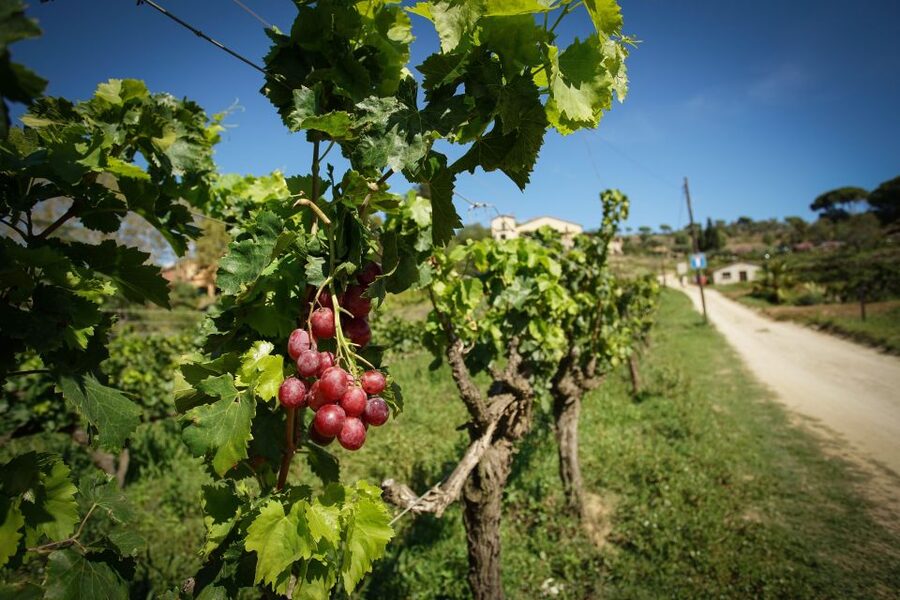 From Barcelona: E-Bike and Sailing Tour with Wine Tastings - The short ride to Port Masnou