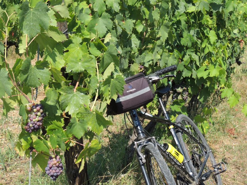 From Florence: Tuscan Hills Biking with Farm Tour and Lunch - My verdict on the Florence to Chianti bike tour