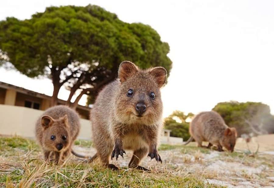 From Perth: Rottnest Island Ferry & Bike Trip - What the $118 price really covers