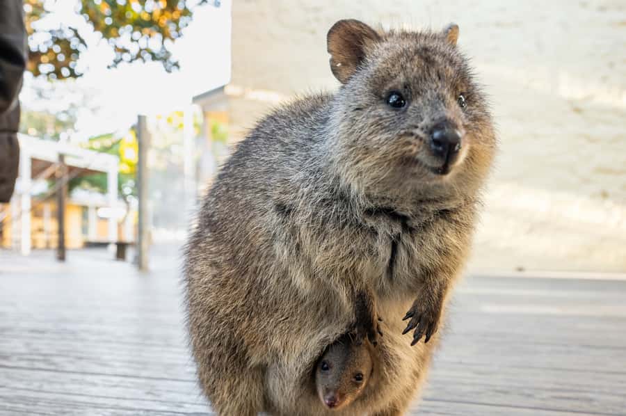 From Perth: Rottnest Island Full-Day Bike and Ferry Trip - First stop: the settlement and Thomson Bay