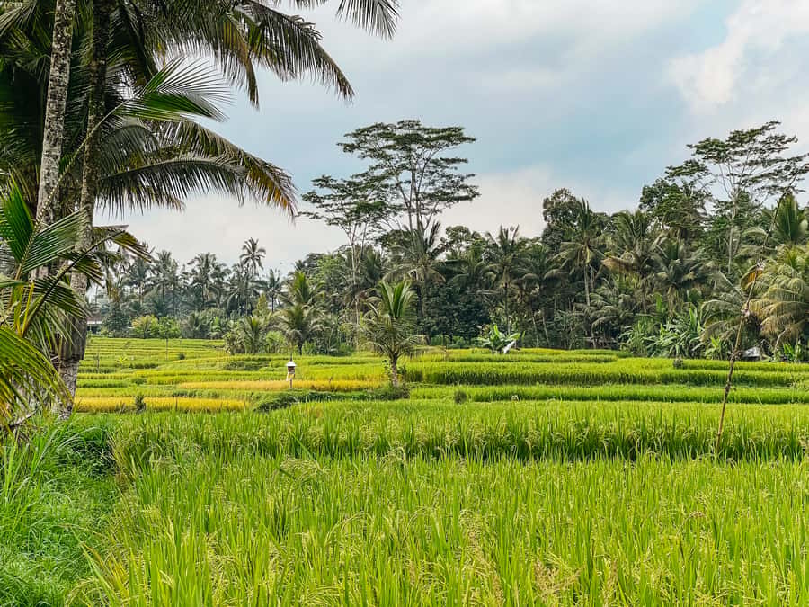 From Ubud: Downhill Bike Tour with Rice Terraces and Meal - Who should book this Ubud bike tour?