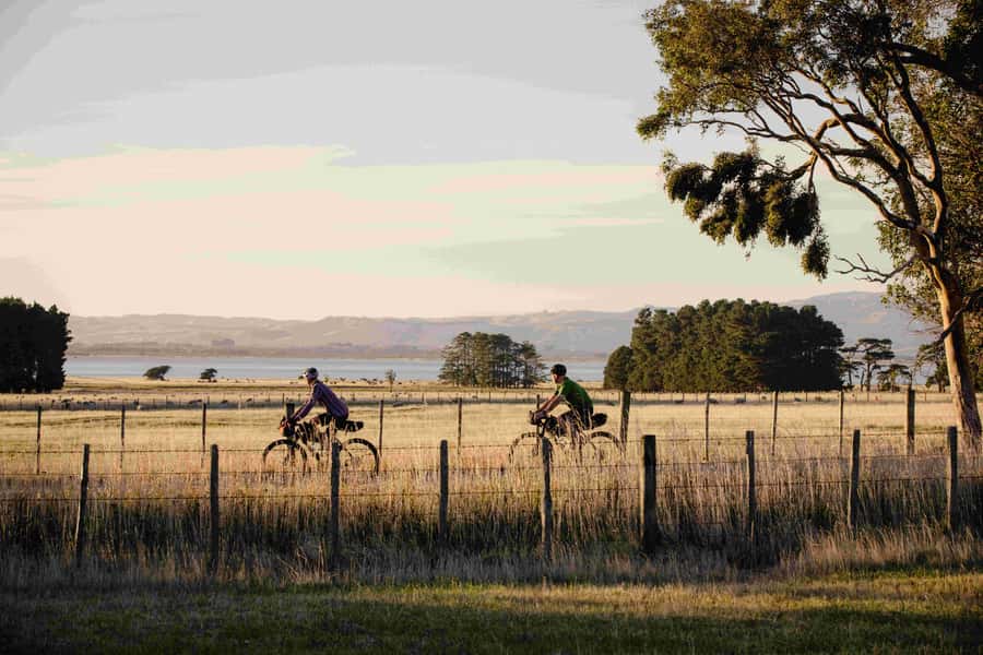 From Wellington: Remutaka Rail Trail eBike Tour - The gradual climb through native bush