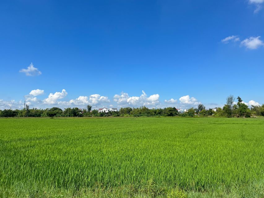 Funny day cycling, Buffalo riding and Basket boat - From Hoi An Post Office to the rice fields