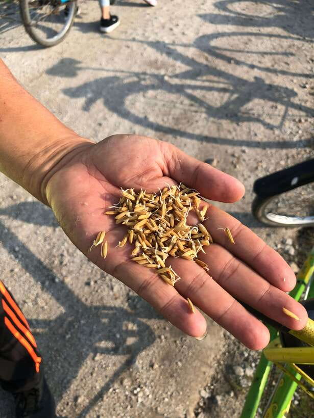 George Town: Balik Pulau Countryside Morning Cycling Tour - Key points to know before you book