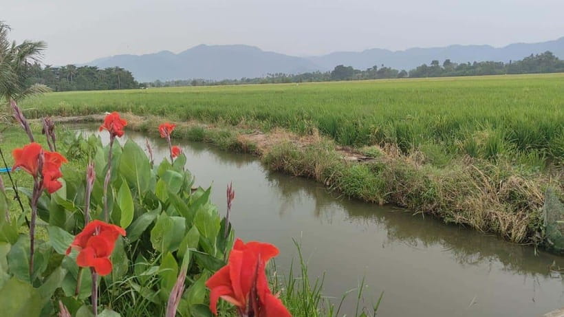 George Town: Balik Pulau Countryside Morning Cycling Tour - A flat ride through fields and village roads