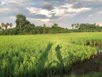 George Town: Balik Pulau Countryside Morning Cycling Tour
