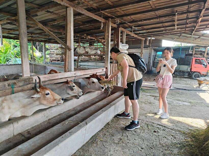 George Town: Balik Pulau Countryside Morning Cycling Tour - How the guide shapes the experience
