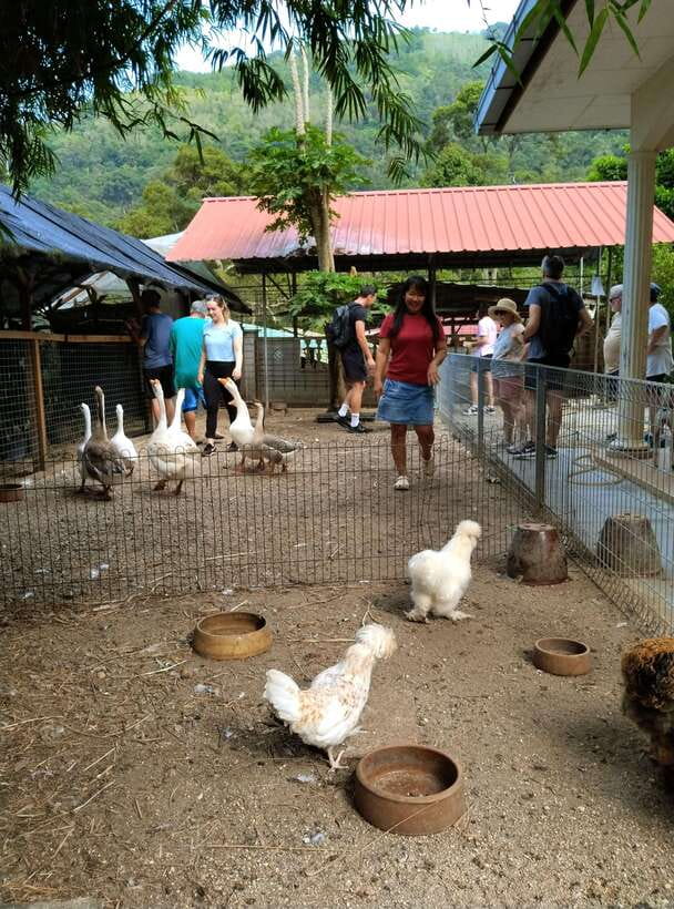 George Town, Penang: Malay Countryside Cycling - Coffee, snacks, and a taste of rural Penang