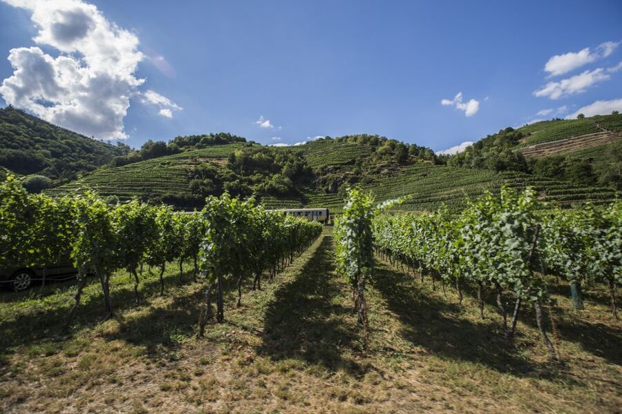 Grape Grazing: Wachau Valley Winery Biking Tour - Dürnstein, Castle Ruins, and a Useful Choice