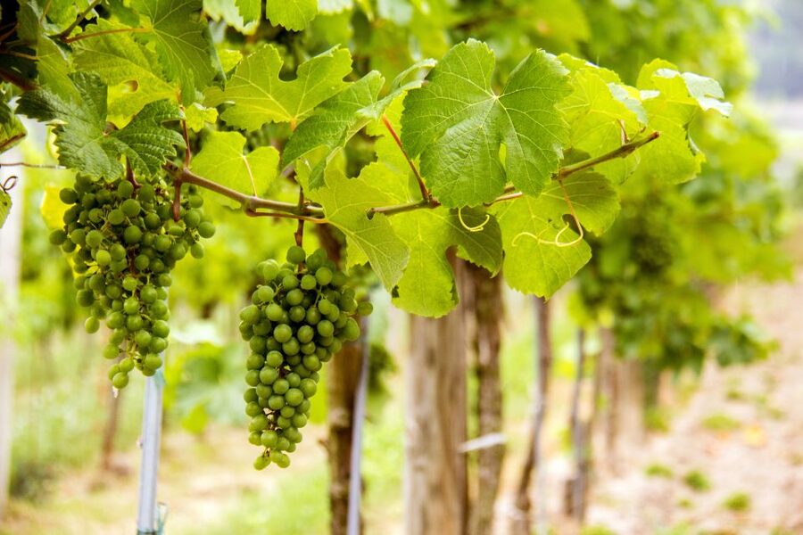 Grape Grazing: Wachau Valley Winery Biking Tour - Riding to Weißenkirchen and Across the Danube