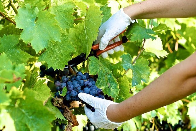 Guided E-Bike Tour with Wine Tasting from Lucca - A family winery and a generous tasting