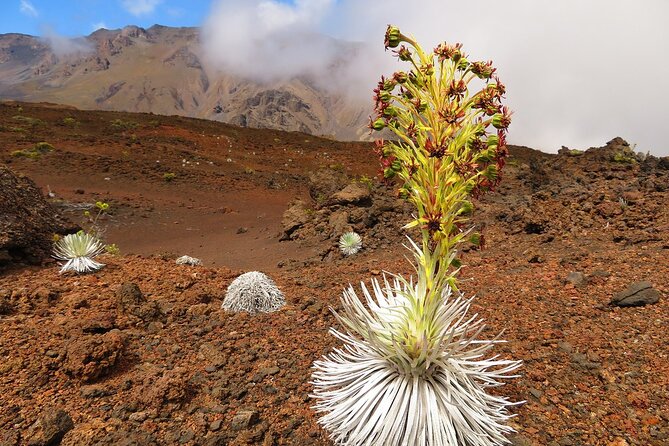 Haleakala Sunrise Best Self-Guided Bike Tour - Why the road sections matter