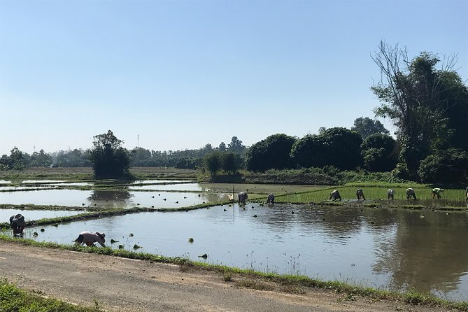 Half-day E-bike Countryside and rice paddies (flat land, GUIDED) - Old ruins, plantations, and the Hang Dong area