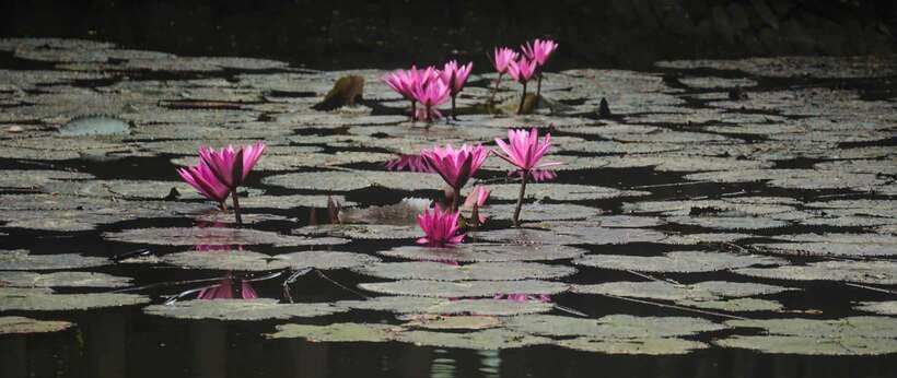 Hanoi: Ninh Binh, Tam Coc, Mua Cave & Hoa Lu with cycling - A 30-dish buffet lunch in Ninh Binh