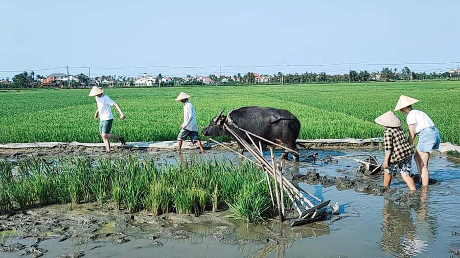 Hoi An: Countryside by Cycling, Buffalo Riding & Do Farming - Cam Thanh and the round bamboo boats