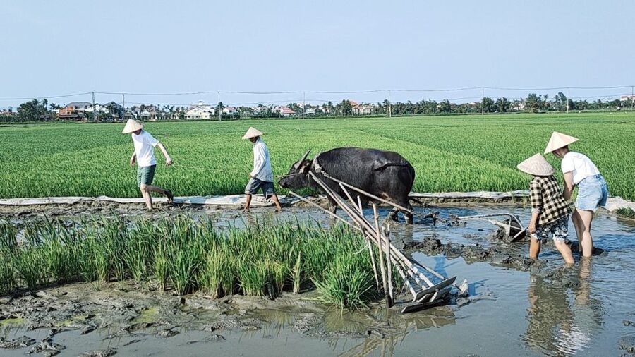 Hoi An: Countryside by Cycling, Buffalo Riding & Do Farming - Weather, mud, and seasonal conditions