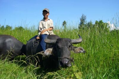 Hoi An Countryside: Guided Morning or Afternoon Bicycle Tour