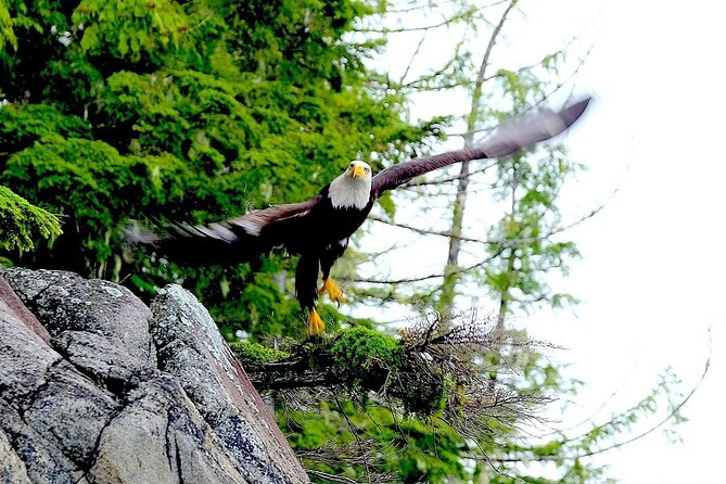 Ketchikan Electric Bike and Rain Forest Hike Ecotour - Timing and cruise-day planning
