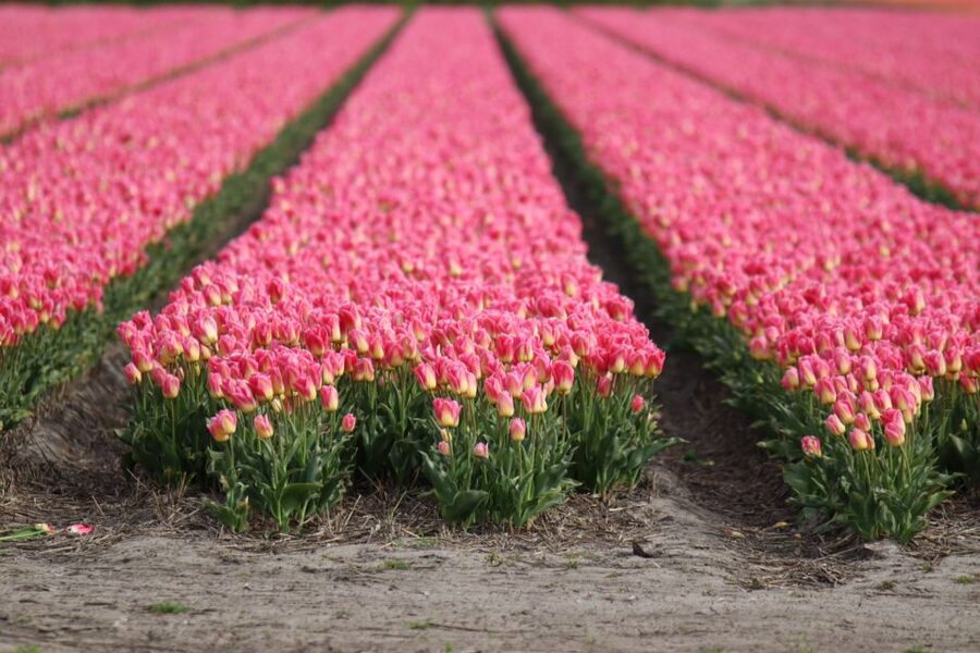 Keukenhof: Flower Fields Small-Group Cultural Bike Tour - Quick take: what makes this ride worthwhile