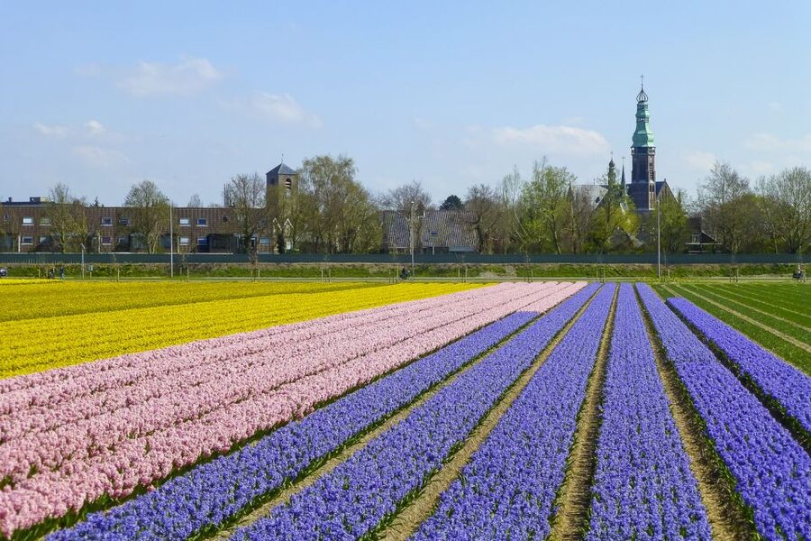 Keukenhof: Flower Fields Small-Group Cultural Bike Tour - Is $68 a fair price?