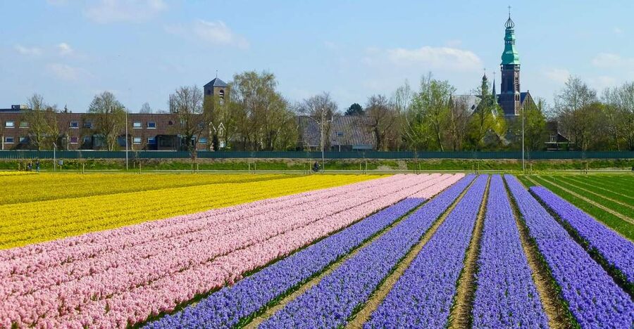 Keukenhof: Flower Fields Small-Group Cultural Bike Tour - Why the season matters more than the calendar