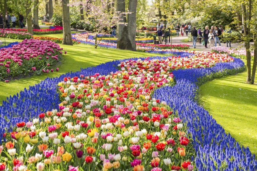 Keukenhof: Flower Fields Small-Group Cultural Bike Tour - Tulip Experience Amsterdam: more than another photo stop